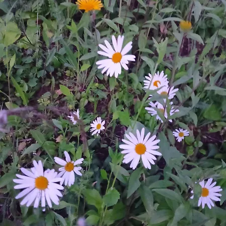 Apartamento & Wellness Dalija With Massages