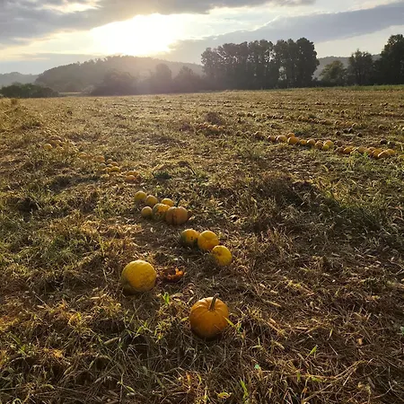 Apartment Dalija - Cosy Apartment & Rooms With Massage Studio Podcetrtek