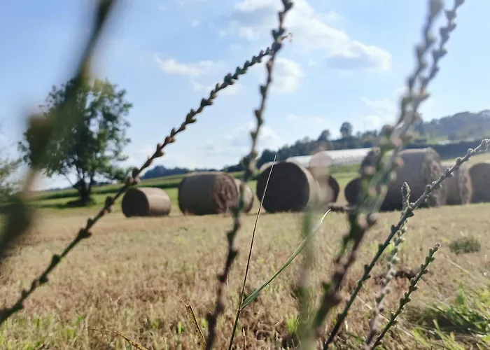 Dalija - Cosy & With Massage 포드체트르테크